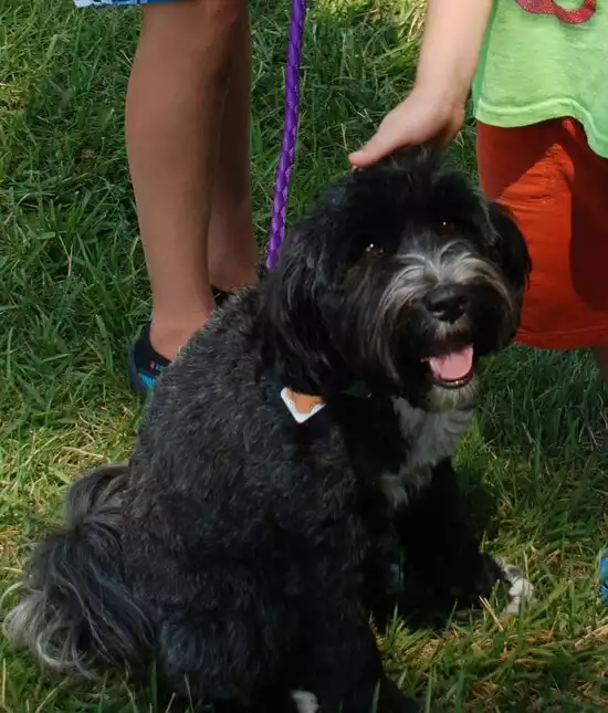 Fresh Chicks Market Fan