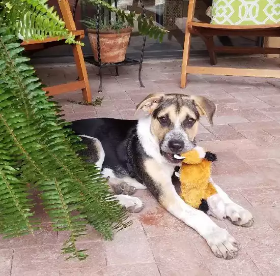 Official Taste-Tester Chip